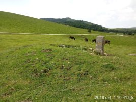 Organbide trikuharria 2