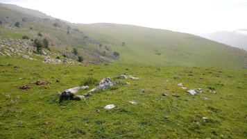 Uelogoena II H. trikuharria 2