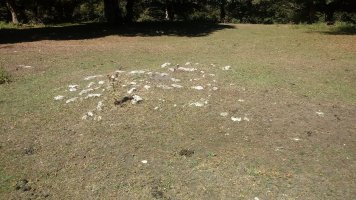 Lezarugi tumuloa (2018)