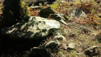 Harria trikuharria 3