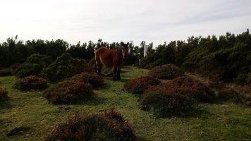 Nafarkorta (1016m) tontorra eta erpin geodesikoa