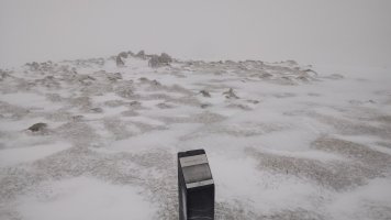 Kalparmuñobarrena trikuharria (2019)