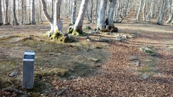 Pagarreta trikuharria (2019)