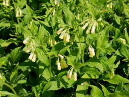 Symphytum tuberosum, Karrika aldean