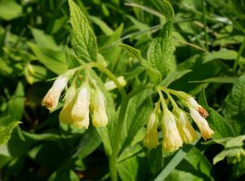 Symphytum tuberosum, Karrika aldean