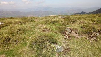 Katillegiko Lepoa trikuharria (2019)