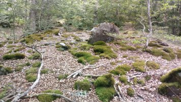 Gereziain trikuharria 2