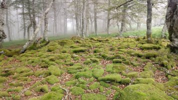 Burdindogi I E. trikuharria 2