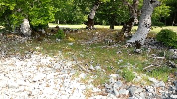 Elurmenta M. trikuharria 4