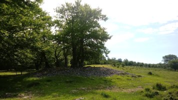 Elurmenta M. trikuharria 3