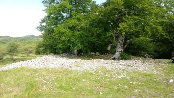 Elurmenta M. trikuharria 2