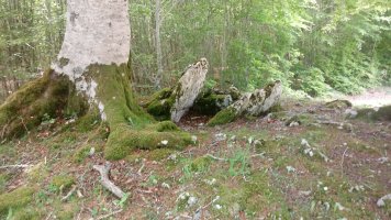 Otsotesare trikuharria 3