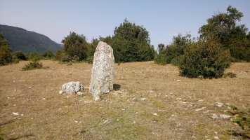 Arritirra (Larraitza) zutarria (2019)