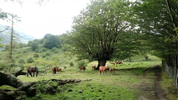 Behorrak Añabaso (864m) bidean