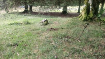 Petilarre trikuharria (2019)