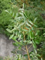 Pistacia terebinthus, Betelu