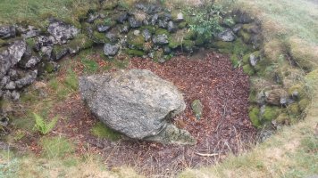 Bagargi trikuharria (2019)