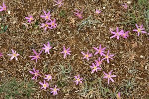 Larraizako larrea abuztuaren erdialdean