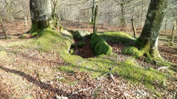 Alkardur (Otzola) trikuharria (2020)