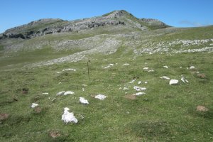 Círculo Anular Arraska 8  (Agosto 2017)