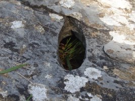 ALTZUSTABERRI II zutarri