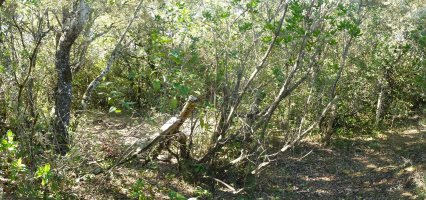 Otxalantako gailurra