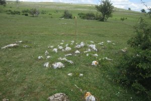 Túmulo Legaire Bidea  (Junio 2010)