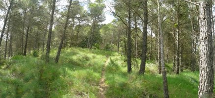 Iparraldeko hegiko bidea