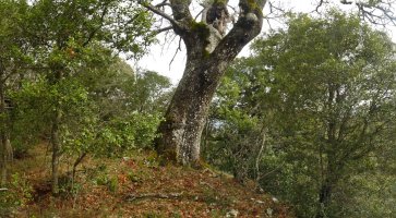 Gatutarriko gailurra