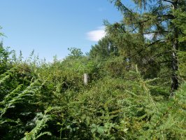 Urkobieta tontorra, HMan. Sasiak menderatua.