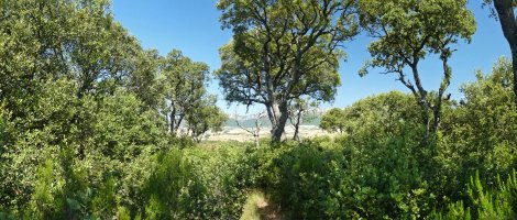 Bisaurretako gailurra