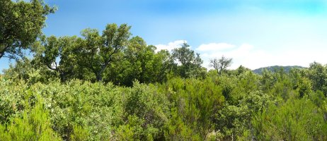 Bisaurretako gailurra