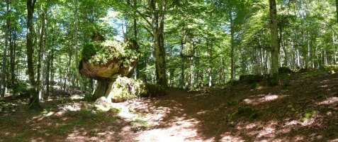 Harrizko otsoa Lazkuetako basoan