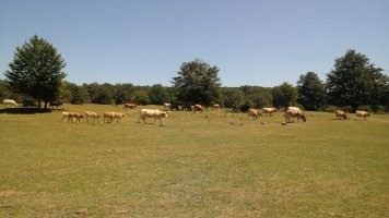 Munain Portuko Punta (1045m) behiak