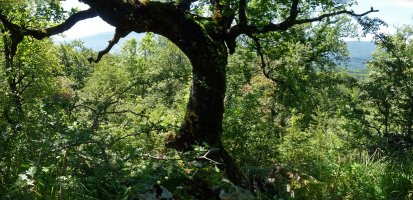 Haritzak, harriari helduta gandorrean