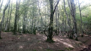 Aranguren Txiki (1106m) pagadia ekialdeko magalean