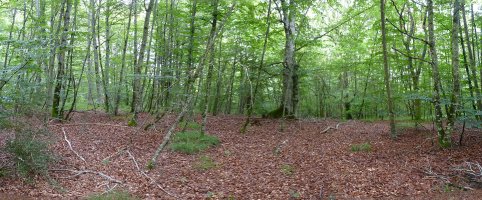 Arkatxu gaineko gailurra