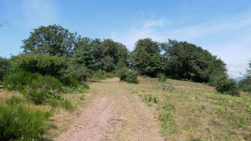 Txanagra tontorra hegoaldetik