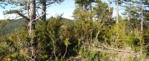 Eltzate gaineko gailurra