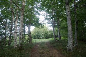 Muino bat mendebaldean