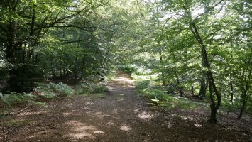 Bi gainen arteko bidea