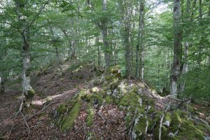 Muino harritsu bat ekialdean