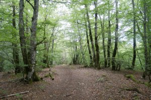 Ballegaztañetako bidea Arrizorrotz aldera abiatzean