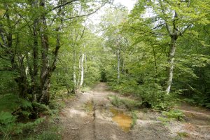 Ballegaztañetako bidea Arrizorrotz aldera abiatzean