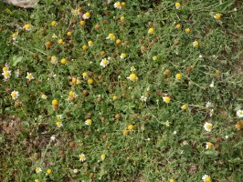 Kamamila ugari Erramonen Bordako lepoan