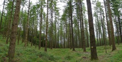 Laritz basoa Urdalurko bidean