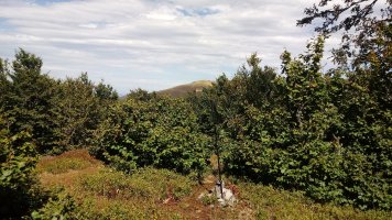 Laparordoki (1399) tontorra