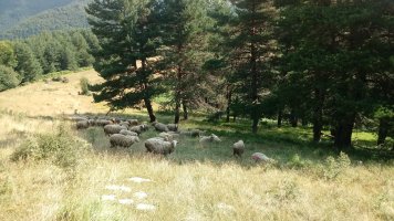 Gazteluzarra (1232m) ardiak ipar magalean