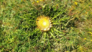 Eguzki lorea, Abodiren ekialdeko magalean