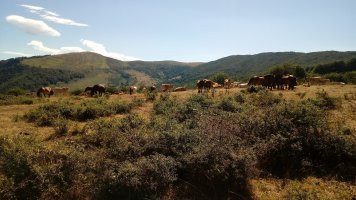 Ganadua Berrendizelaiko lepoan